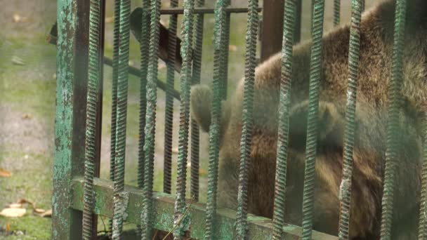 Parque Forestal Bashkiria Ufa Oso Recinto — Vídeos de Stock