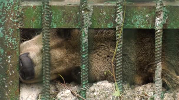 Park Foresters Bashkiria Ufa Björn Djurutrymmet — Stockvideo