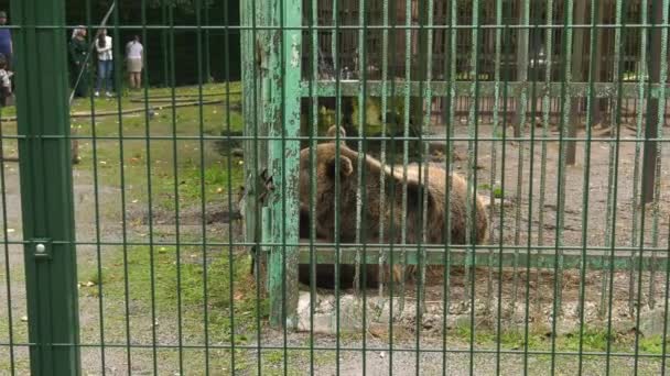 Parque Forestal Bashkiria Ufa Oso Recinto — Vídeos de Stock