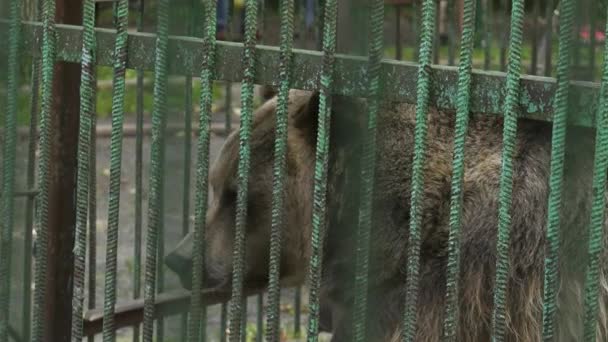 Parque Forestal Bashkiria Ufa Oso Recinto — Vídeos de Stock