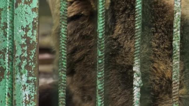 Parque Forestal Bashkiria Ufa Oso Recinto — Vídeos de Stock