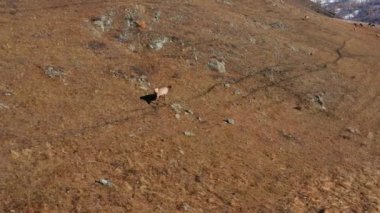 Sonbaharda Altai Dağı. Bir ağıldaki kırmızı geyik sürüsü (Cervus elaphus sibiricus). Hava görünümü.