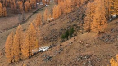 Sonbaharda Altai Dağı. Bir ağıldaki kırmızı geyik sürüsü (Cervus elaphus sibiricus). Hava görünümü.