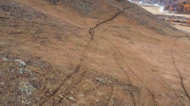 Sonbaharda Altai Dağı. Bir ağıldaki kırmızı geyik sürüsü (Cervus elaphus sibiricus). Hava görünümü.