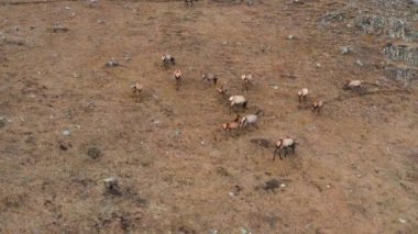 Sonbaharda Altai Dağı. Bir ağıldaki kırmızı geyik sürüsü (Cervus elaphus sibiricus). Hava görünümü.