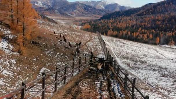 Mountain Altai Outono Uma Manada Veados Vermelhos Cervus Elaphus Sibiricus — Vídeo de Stock