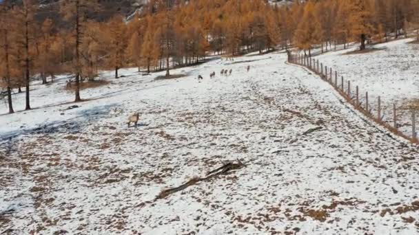 Montaña Altai Otoño Una Manada Ciervos Rojos Cervus Elaphus Sibiricus — Vídeo de stock