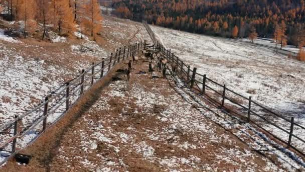 Mountain Altai Autumn Herd Red Deer Cervus Elaphus Sibiricus Pen — Stock Video