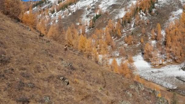 Mountain Altai Outono Uma Manada Veados Vermelhos Cervus Elaphus Sibiricus — Vídeo de Stock