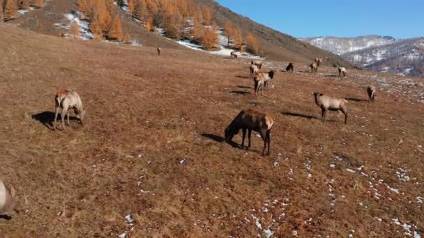 Gunung Altai Musim Gugur Sebuah Kawanan Rusa Merah Cervus Elaphus — Stok Video