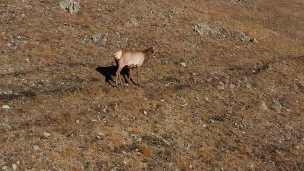 Sonbaharda Altai Dağı Bir Ağıldaki Kırmızı Geyik Sürüsü Cervus Elaphus — Stok video