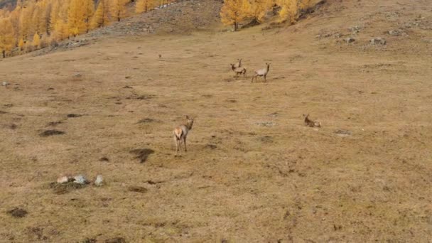 Sonbaharda Altai Dağı Bir Ağıldaki Kırmızı Geyik Sürüsü Cervus Elaphus — Stok video