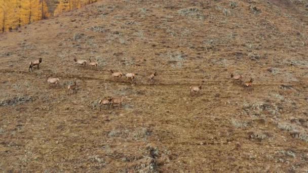 Sonbaharda Altai Dağı Bir Ağıldaki Kırmızı Geyik Sürüsü Cervus Elaphus — Stok video