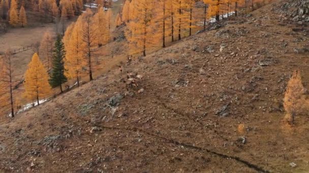 Sonbaharda Altai Dağı Bir Ağıldaki Kırmızı Geyik Sürüsü Cervus Elaphus — Stok video