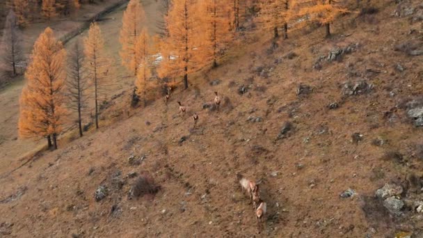 秋にアルタイ山 ペンの中に赤い鹿 Cervus Elaphus Sibiricus の群れ 空中風景 — ストック動画