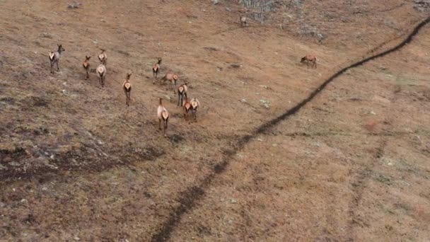 Sonbaharda Altai Dağı Bir Ağıldaki Kırmızı Geyik Sürüsü Cervus Elaphus — Stok video