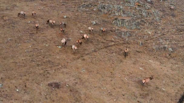 Montaña Altai Otoño Una Manada Ciervos Rojos Cervus Elaphus Sibiricus — Vídeos de Stock