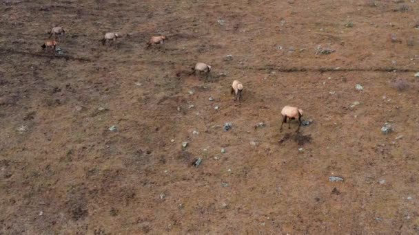 Гора Алтай Восени Стадо Червоного Оленя Cervus Elaphus Sibiricus Ручці — стокове відео