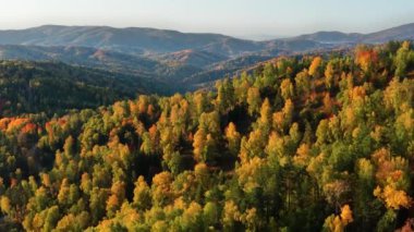 Sonbaharda Altai dağları. Cherginsky tepesi. Belokurikha tatil köyünün çevresi. Hava görünümü.