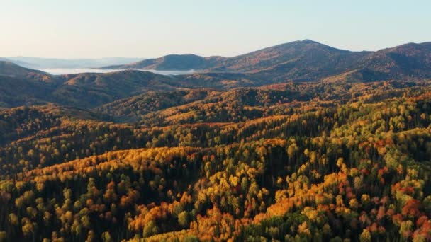 Altai Montanhas Outono Cume Cherginsky Arredores Resort Belokurikha Vista Aérea — Vídeo de Stock