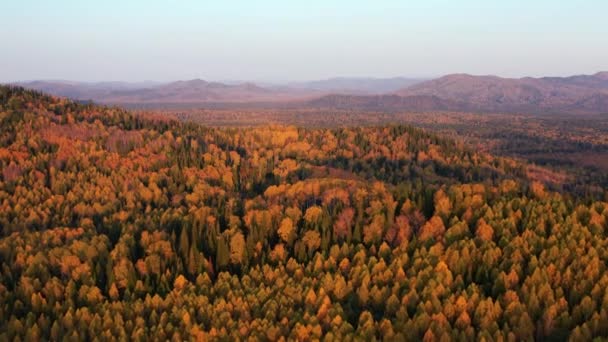 Στα Βουνά Αλτάι Φθινόπωρο Στην Κορυφογραμμή Τσεργκίνσκι Γύρω Από Θέρετρο — Αρχείο Βίντεο