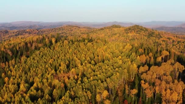 秋にはアルタイ山脈 チェルギンスキー尾根 Belokurikhaリゾートの周辺 空中風景 — ストック動画