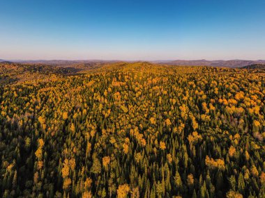 Sonbaharda Altai dağları. Cherginsky tepesi. Belokurikha tatil köyünün çevresi. Hava görünümü.