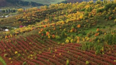 Sonbaharda Altai dağları. Altayskoye köyü. Visterra şirketinin üretim üssü. Dendropark. Altai Kholmogorye turistik bölgesi. Belokurikha tatil köyünün çevresi. Hava görünümü.