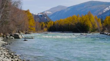 Sonbaharda Altai dağları. Katun Nehri.