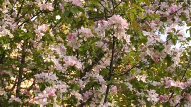 Güney Uralları. Çiçekli elma ağacı Nedzvetskogo (Malus niedzwetzkyana).