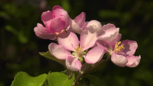 Södra Ural Blommande Äppelträd Nedzvetskogo Malus Niedzwetzkyana — Stockvideo