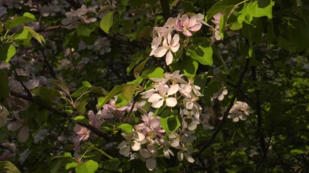 Södra Ural Blommande Äppelträd Nedzvetskogo Malus Niedzwetzkyana — Stockvideo