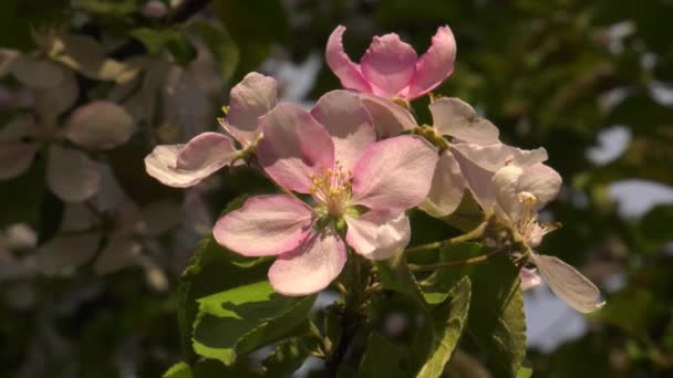 Südural Blühender Apfelbaum Nedzvetskogo Malus Niedzwetzkyana — Stockvideo