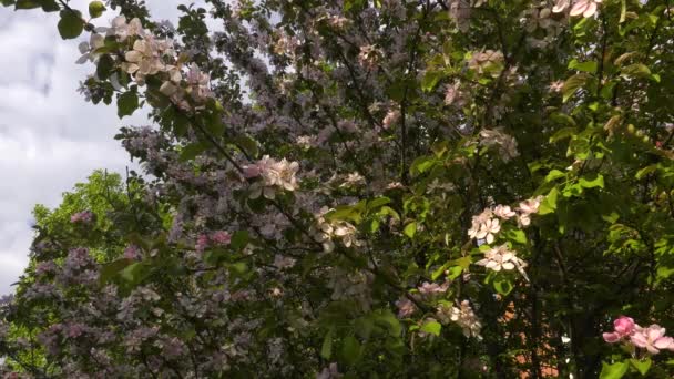 Zuidelijke Oeral Bloeiende Appelboom Nedzvetskogo Malus Niedzwetzkyana — Stockvideo