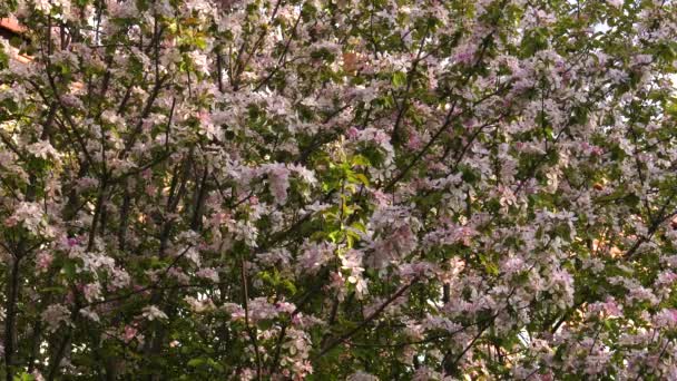 Zuidelijke Oeral Bloeiende Appelboom Nedzvetskogo Malus Niedzwetzkyana — Stockvideo