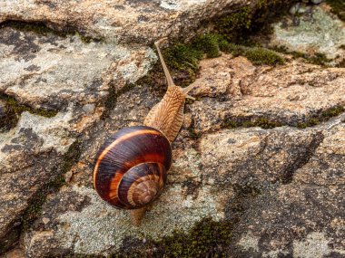 Bir kaya üzerinde sürünen yenilebilir salyangoz (Helix pomatia).
