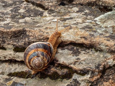 Bir kaya üzerinde sürünen yenilebilir salyangoz (Helix pomatia).