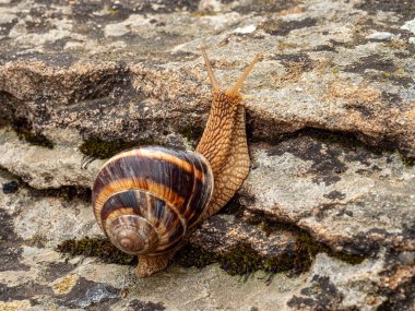 Bir kaya üzerinde sürünen yenilebilir salyangoz (Helix pomatia).