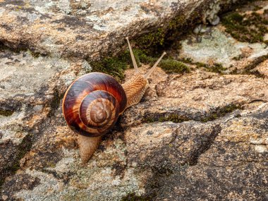 Bir kaya üzerinde sürünen yenilebilir salyangoz (Helix pomatia).