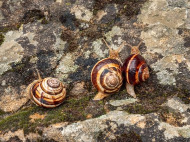 Bir kaya üzerinde yenilebilir salyangoz ya da salyangoz (Helix pomatia) grubu.