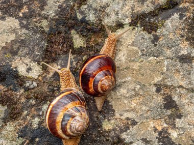 Bir kaya üzerinde sürünen yenilebilir salyangoz (Helix pomatia).