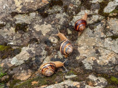 Bir kaya üzerinde yenilebilir salyangoz ya da salyangoz (Helix pomatia) grubu.