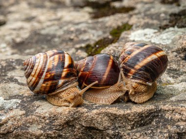 Bir kaya üzerinde yenilebilir salyangoz ya da salyangoz (Helix pomatia) grubu.