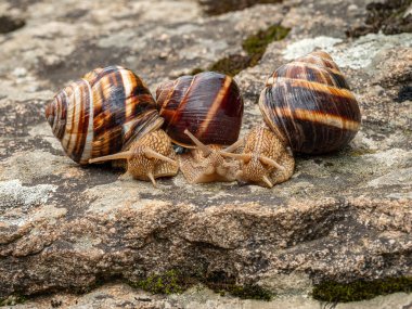 Bir kaya üzerinde yenilebilir salyangoz ya da salyangoz (Helix pomatia) grubu.