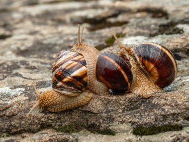 Bir kaya üzerinde yenilebilir salyangoz ya da salyangoz (Helix pomatia) grubu.