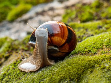 Yenebilir salyangoz veya salyangoz (Helix pomatia) yosun üzerinde sürünür.