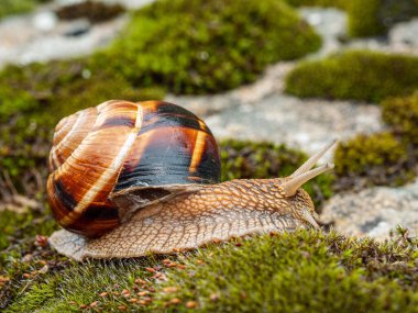 Yenebilir salyangoz veya salyangoz (Helix pomatia) yosun üzerinde sürünür.