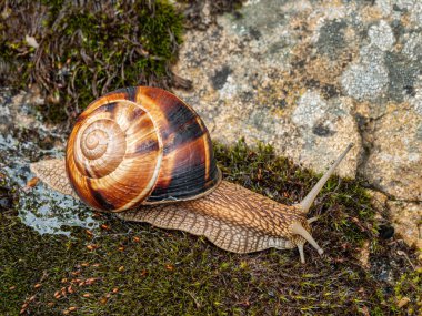 Yenebilir salyangoz veya salyangoz (Helix pomatia) yosun üzerinde sürünür.