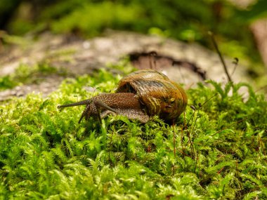 Yenebilir salyangoz veya salyangoz (Helix pomatia) yosun üzerinde sürünür.