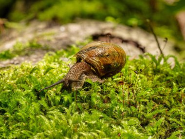Yenebilir salyangoz veya salyangoz (Helix pomatia) yosun üzerinde sürünür.